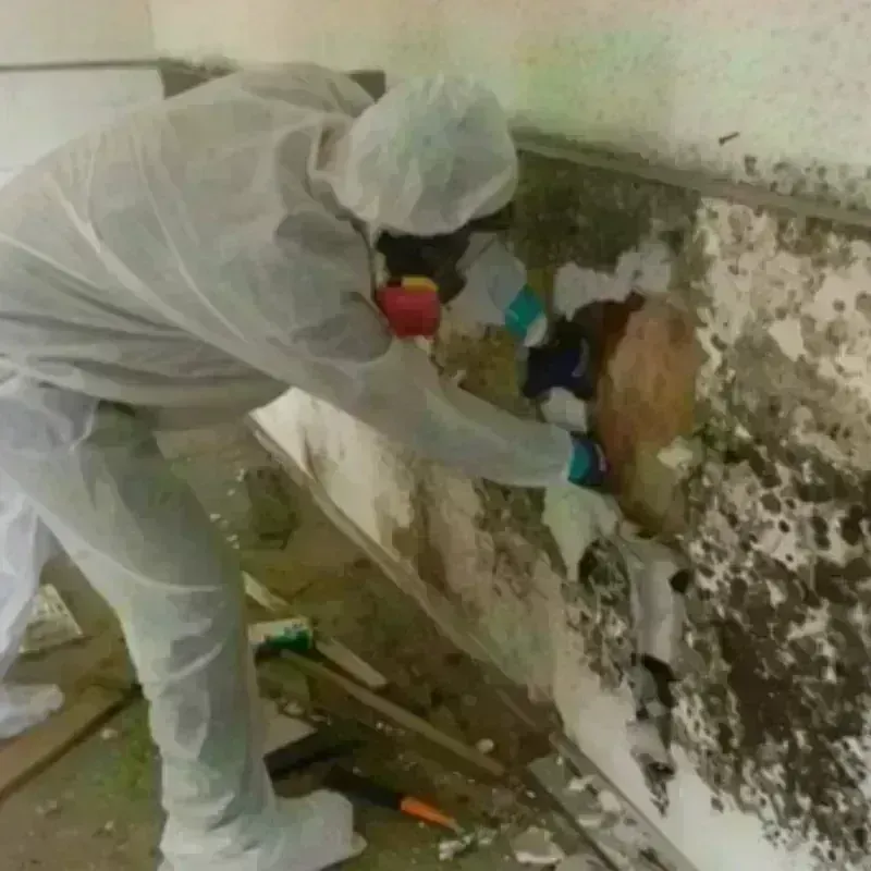 Mold Remediation and Removal in Prairie City, IA